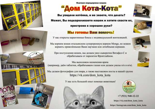 Платная передержка для бездомных кошек Платная передержка для бездомных кошек