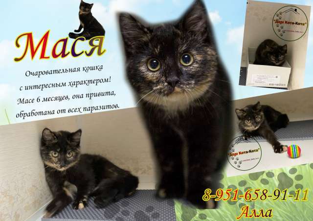 Масяня-котомодель, дама с интересным характером. Масяня-котомодель, дама с интересным характером.
