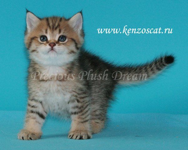 БРИТАНСКИЙ КОТЕНОК ЗОЛОТАЯ ШИНШИЛЛА БРИТАНСКИЙ КОТЕНОК ЗОЛОТАЯ ШИНШИЛЛА