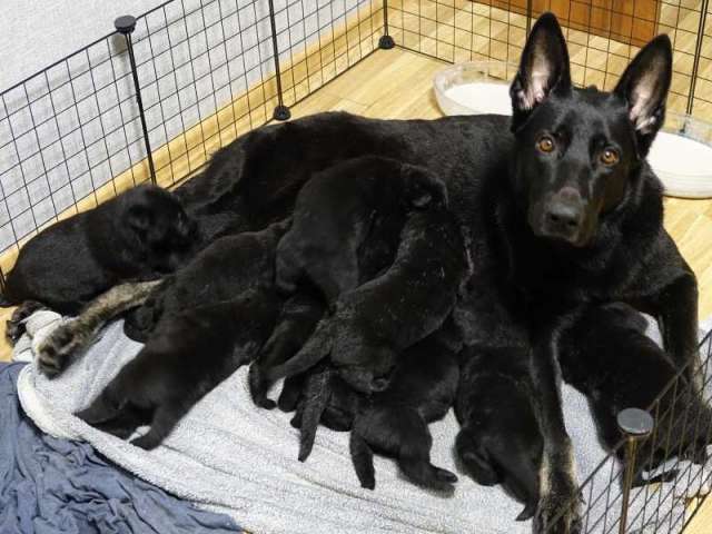 Щенки восточноевропейской овчарки Щенки восточноевропейской овчарки