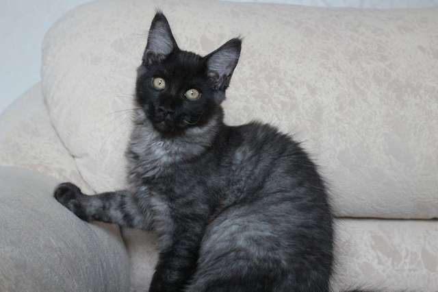 Котенок мейн-кун! Котенок мейн-кун!