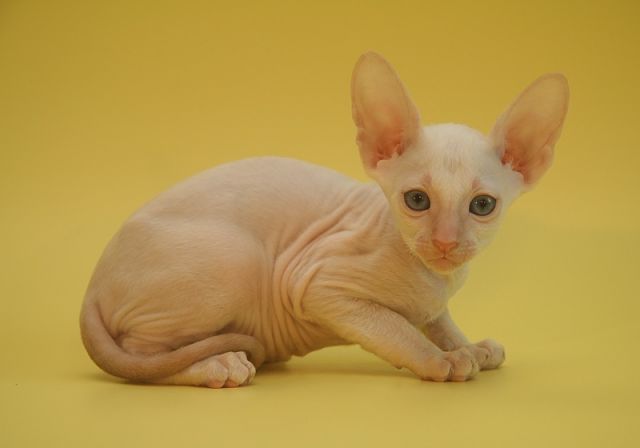 Хочу котёнка!!! Хочу котёнка!!!