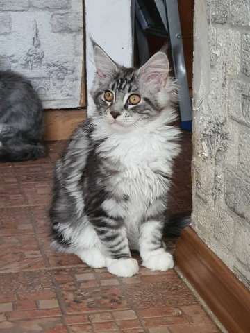 Котята Мейн кун Котята Мейн кун