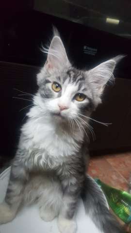 котята Мейн кун котята Мейн кун