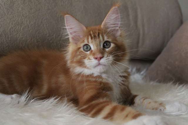 Котенок мейн-кун! Котенок мейн-кун!