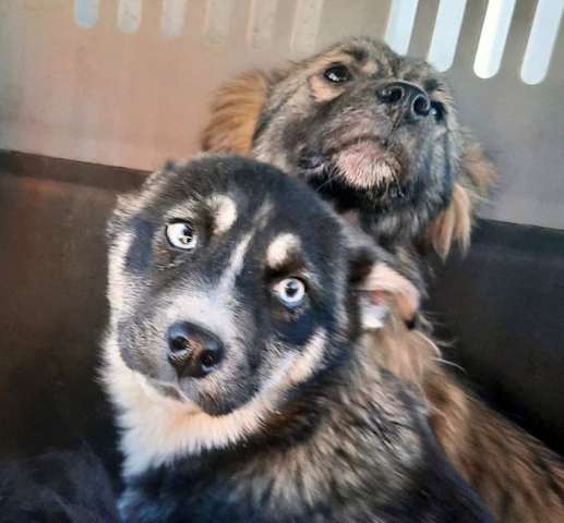 Щенки с голубыми глазами Щенки с голубыми глазами