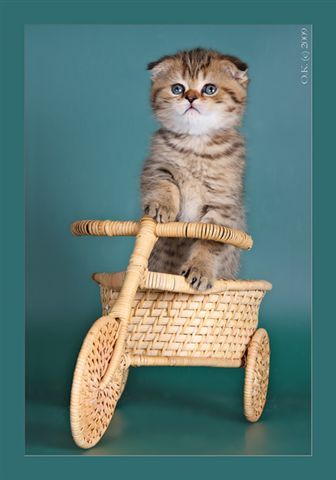 Шотландские и британские котята Шотландские и британские котята