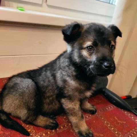 Щенок в дар, 2 месяца. Щенок в дар, 2 месяца.