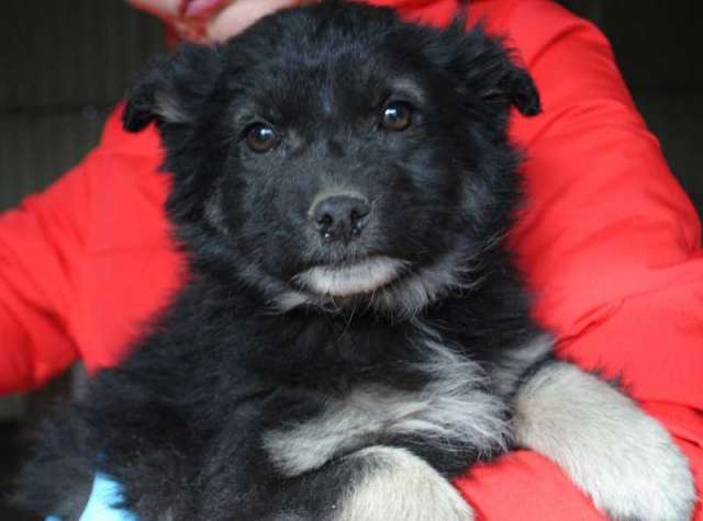 Щенок в дар, 2 месяца. Щенок в дар, 2 месяца.