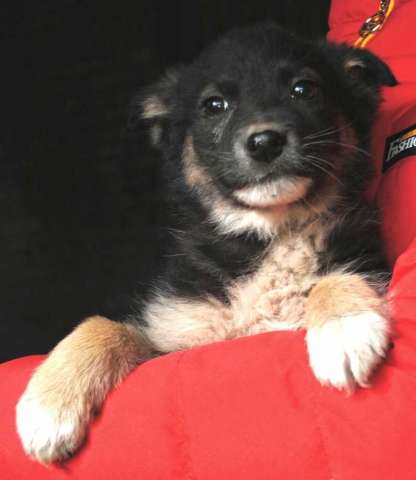 Щенок в дар, 2 месяца. Щенок в дар, 2 месяца.