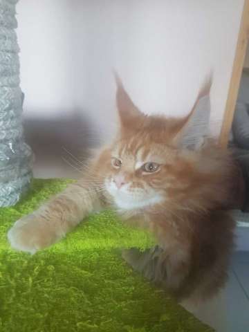 Котята Котята