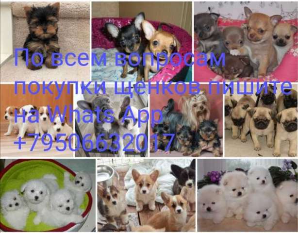 Питомник щенков Питомник щенков