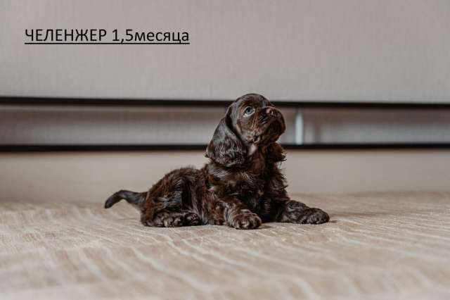 Щенки Американского кокер спаниеля Щенки Американского кокер спаниеля