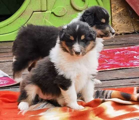 Щенки колли