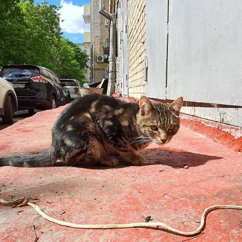 Срочно ищет дом бывшедомашний молодой котик Срочно ищет дом бывшедомашний молодой котик