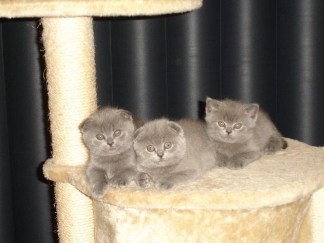 клубные скоттиш-фолды и -страйты клубные скоттиш-фолды и -страйты