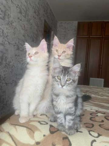 Котята мейн кун Котята мейн кун