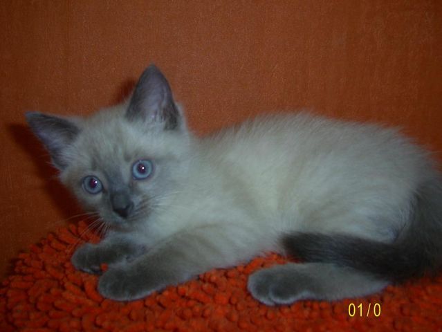 Продаются старотипные тайские котята. Продаются старотипные тайские котята.