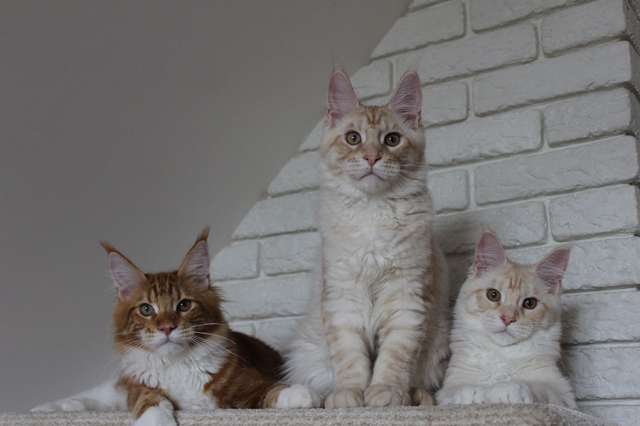Мейн-кун котята! Мейн-кун котята!