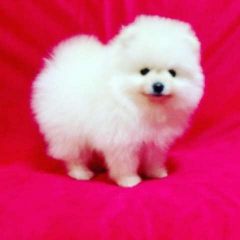  Beautiful Pomeranian puppies for good home