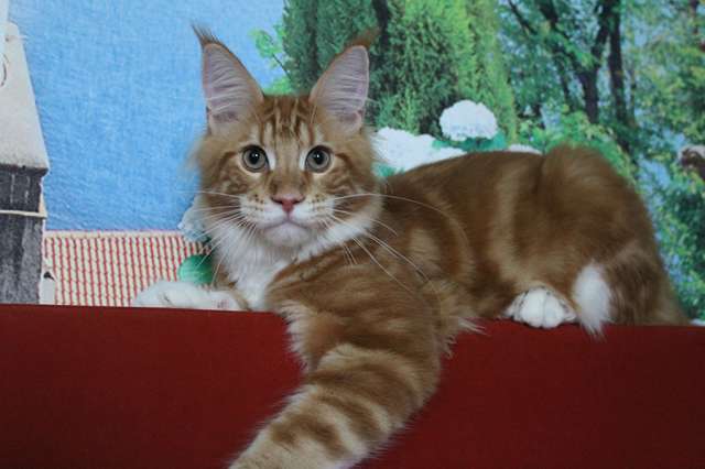 Котенок мейн-кун! Котенок мейн-кун!