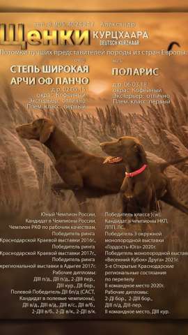 Курцхаар щенки Курцхаар щенки