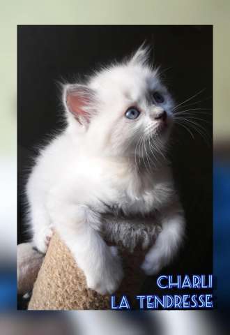 Рэгдолл котята Рэгдолл котята