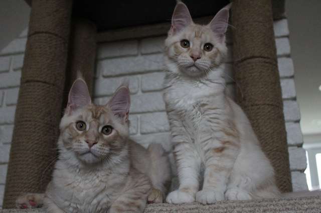 Котята мейн-куны. Котята мейн-куны.