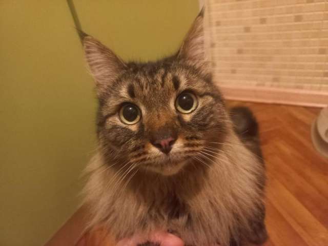 Котики ищут дом Котики ищут дом