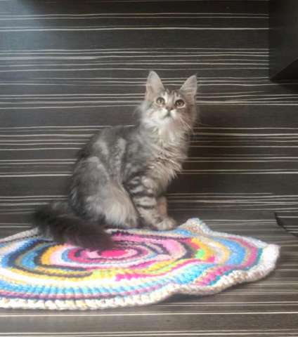 Котята мейн кун Котята мейн кун