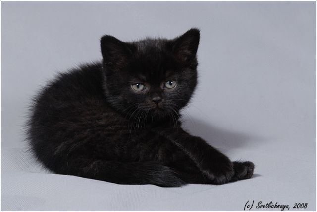 Продается черный британский котенок. Вязки Продается черный британский котенок. Вязки