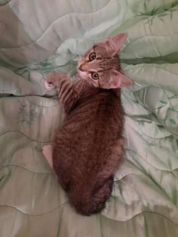Котята Котята