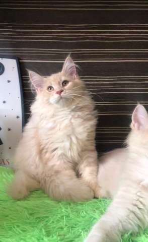 Котята мейн кун Котята мейн кун