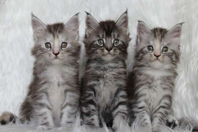 Котята мейн-кун! Котята мейн-кун!