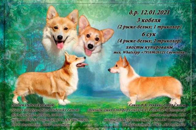 Вельш корги пемброк.Маьчик д.р. 12.01.2021. Питомник Вельш корги пемброк.Маьчик д.р. 12.01.2021. Питомник