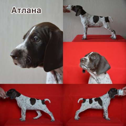 Щенки Курцхаара Щенки Курцхаара