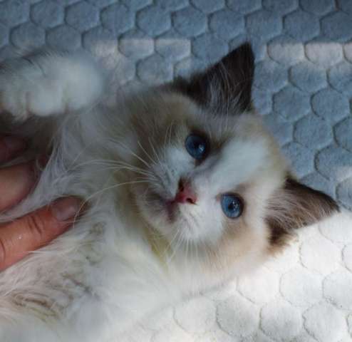 Котята рэгдолл Котята рэгдолл