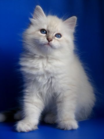 Невские маскарадные котята. Невские маскарадные котята.
