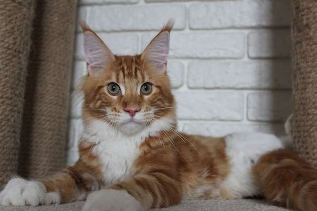 Котенок мейн-кун! Котенок мейн-кун!