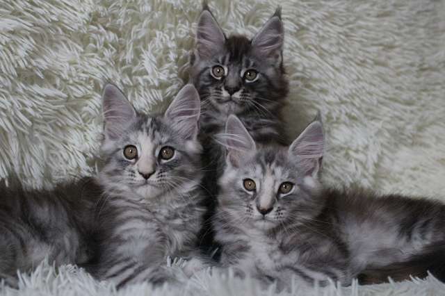 Котята мейн кун! Котята мейн кун!