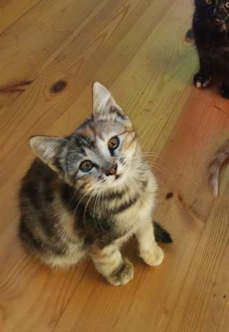 Котенок Котенок