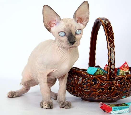 Котодевочка канадский сфинкс Котодевочка канадский сфинкс