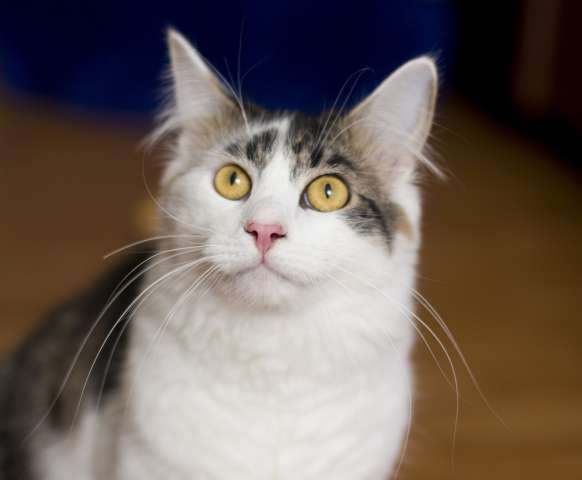 Упитанный котик ищет дом! Упитанный котик ищет дом!
