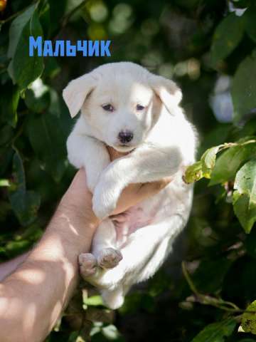 Щенки-терминаторы Щенки-терминаторы