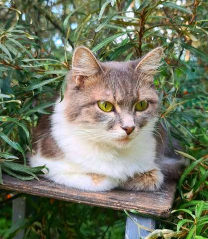 Кошечка Софа Кошечка Софа