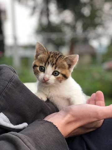 Котёнок Котёнок