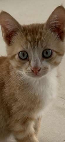 Котята в заботливые руки Котята в заботливые руки