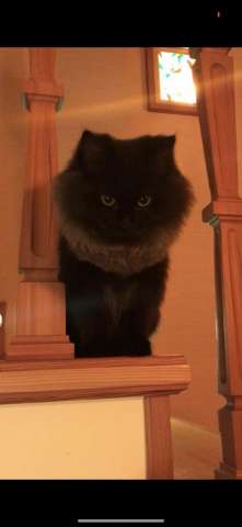 Котята Йоркской шоколадной кошки Котята Йоркской шоколадной кошки