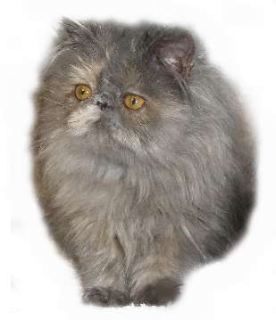 Персидские котята Персидские котята