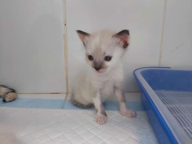 Котенок ищет дом Котенок ищет дом